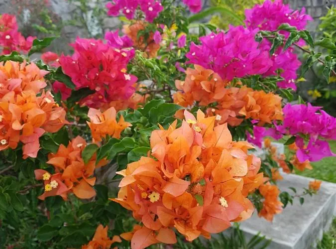 Rose Self Catering